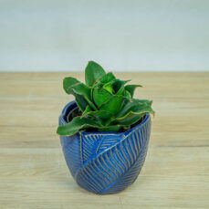 sansevieria-star-rose