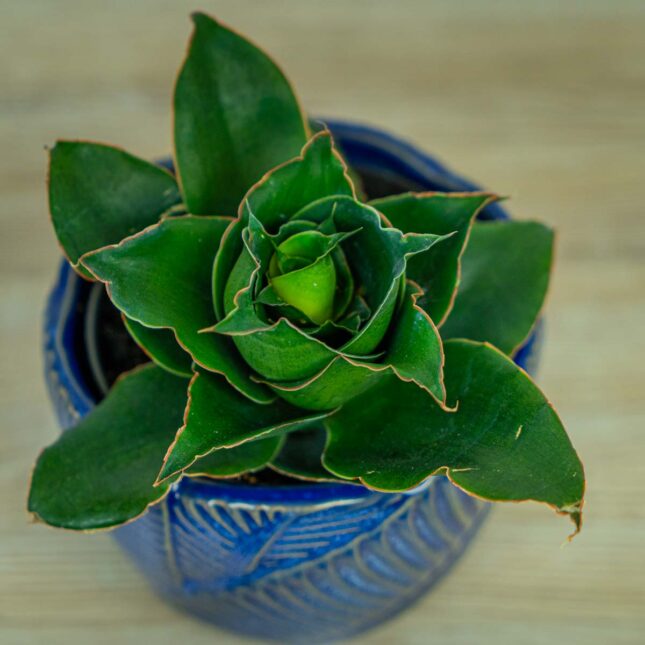 sansevieria-star-rose sansevieria-star-rose