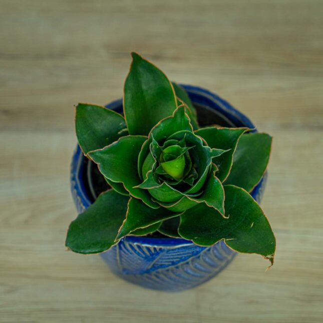 sansevieria-star-rose sansevieria-star-rose