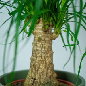 nolina-drzewko-beaucarnea-recurvata