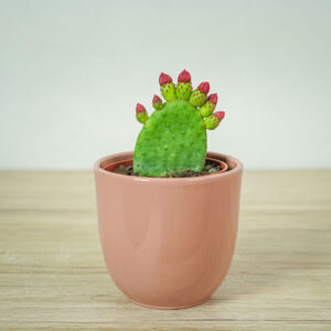 opuncja-figowa-opuntia-ficus-indica