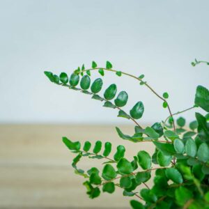 paproc-ciemnotka-okraglolistna-pellaea-rotundifolia