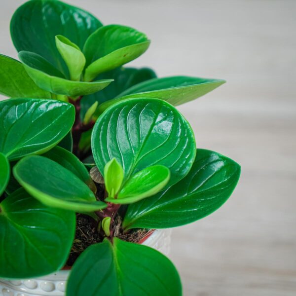 peperomia-obtusifolia-red-canyon