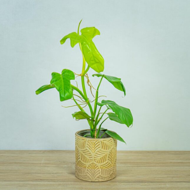 philodendron-bipennifolium-aurea-gold-violin
