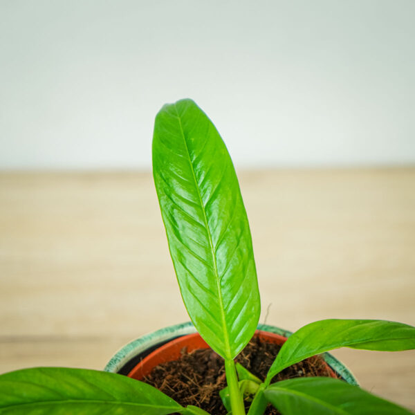 philodendron-campii-lynette