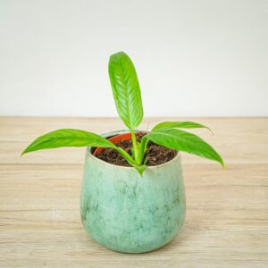 philodendron-campii-lynette