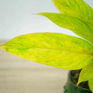 philodendron-medisa-painted-lady