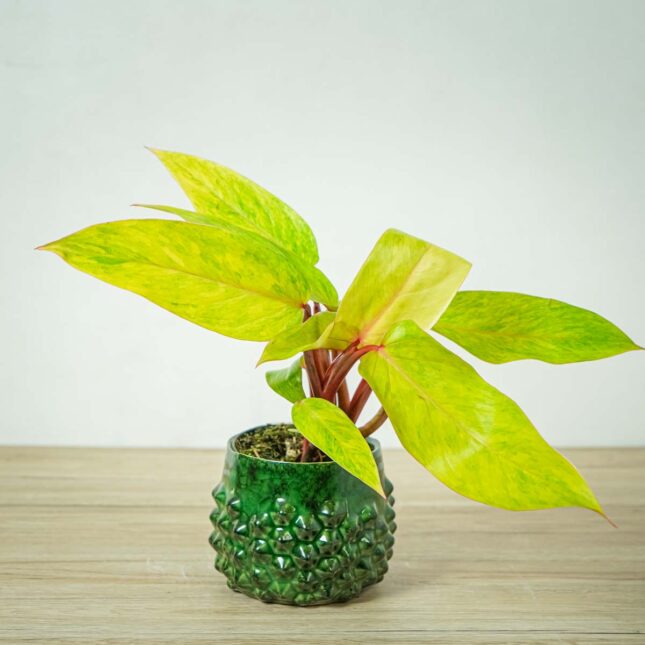philodendron-medisa-painted-lady