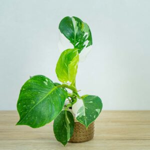 philodendron-white-wizard