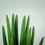 sansevieria-cylindrica