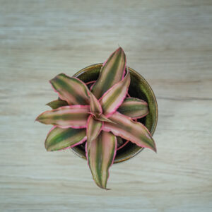 skrytokwiat-pink-star-cryptanthus-bivittatus
