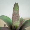 vriesea-saundersii
