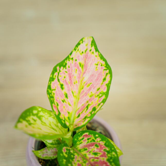aglaonema-lucky-red-baby