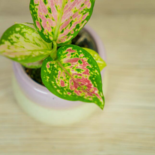 aglaonema-lucky-red-baby
