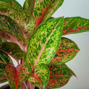 aglaonema-paradise-red