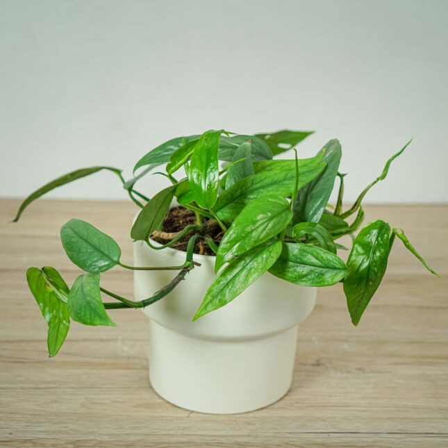 epipremnum-pinnatum-cebu-blue