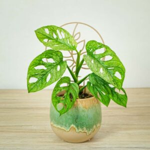 Monstera adansonii-mint variegata