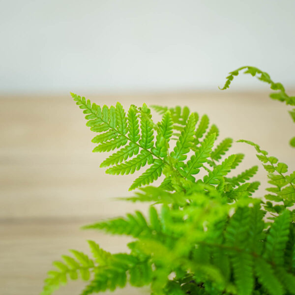 paproc-zanokcica-ciemna-asplenium-adiantum-nigrum