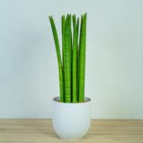 sansevieria-cylindrica-gigant