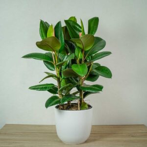 fikus-elastica-robusta-ficus-drzewko