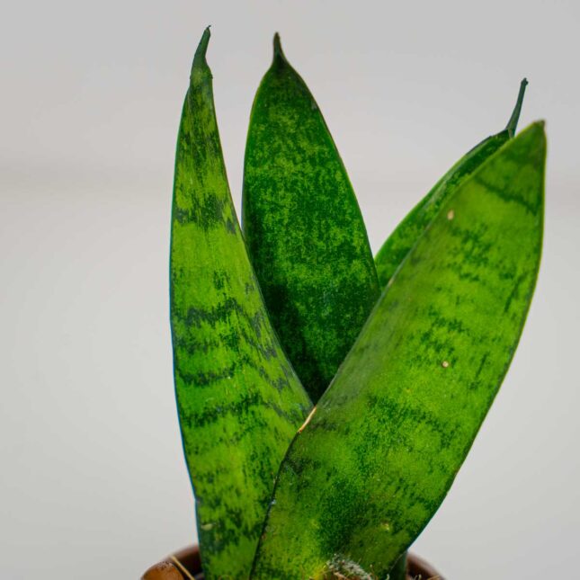 Mała Szklarnia Mała Szklarnia