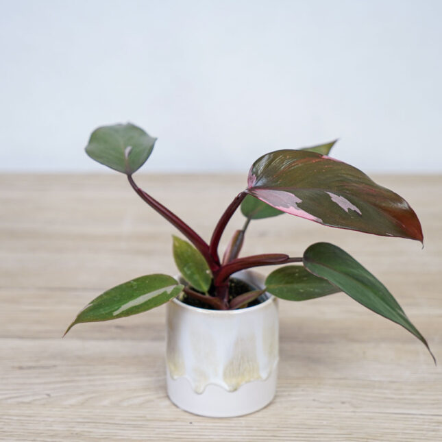 philodendron-pink-princess-baby