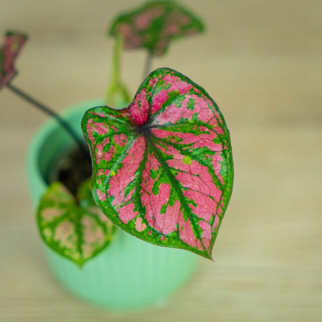 caladium-purple-baby