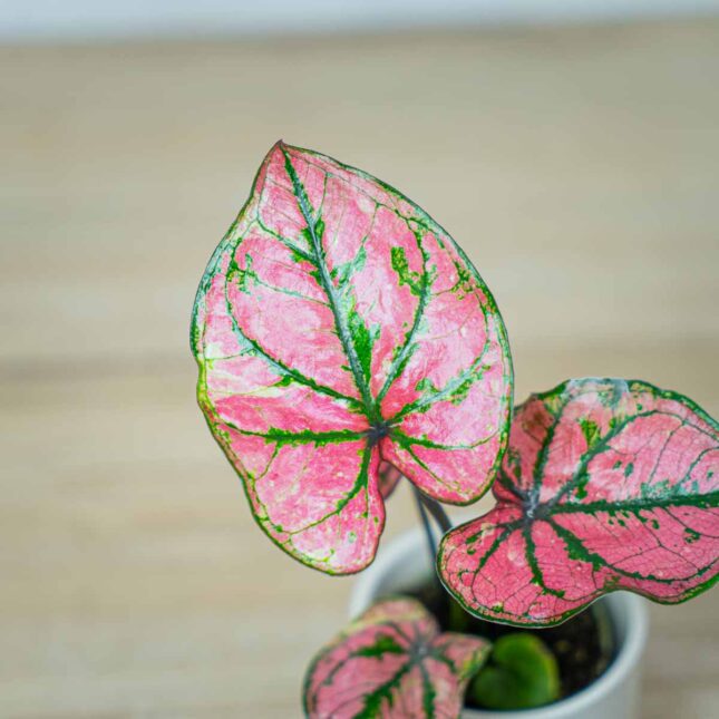 caladium-purple-baby