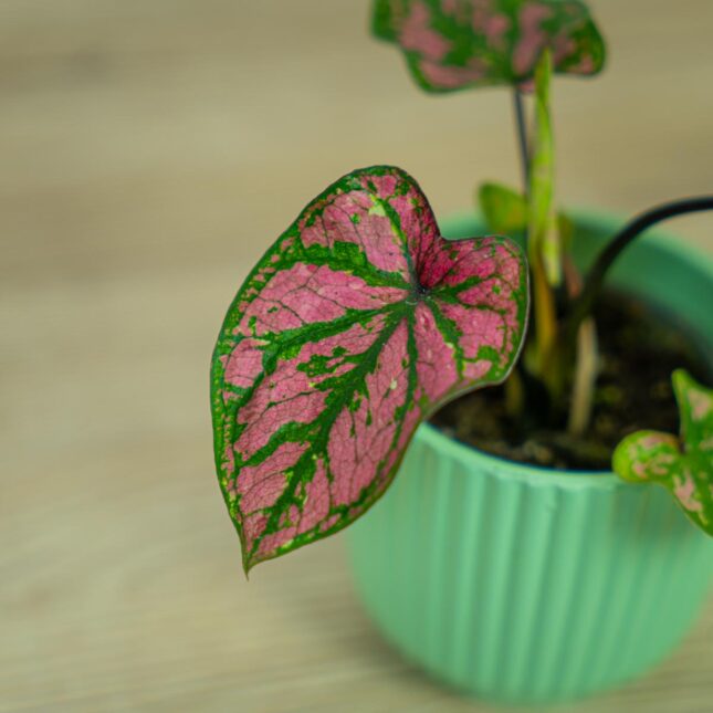 caladium-purple-baby