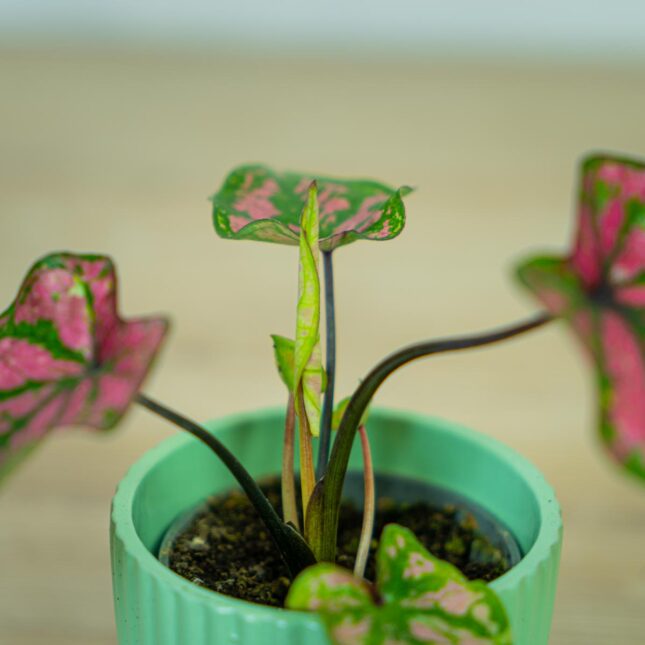 caladium-purple-baby