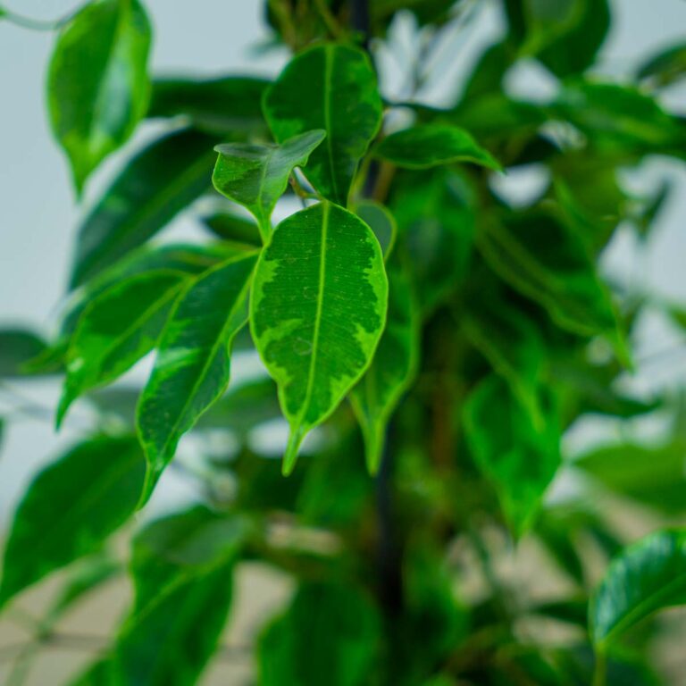 Fikus benjamina anastasia (ficus) Mała Szklarnia