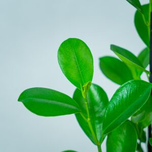 fikus-microcarpa-moclame-ficus