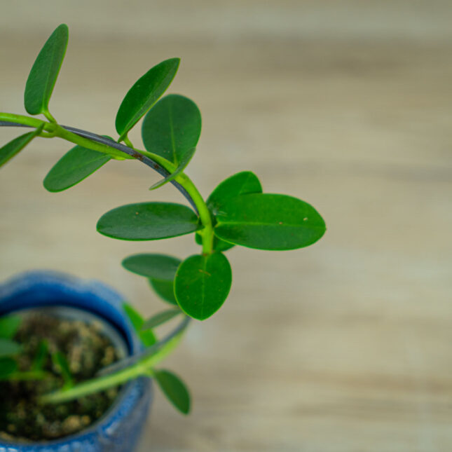 hoya-cumingiana (2) hoya-cumingiana