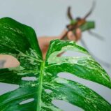 monstera-deliciosa-variegata-sadzonka