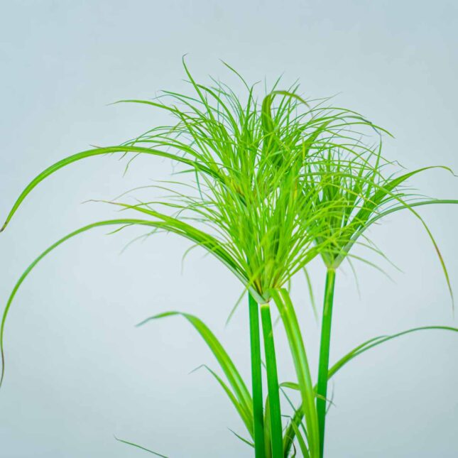 papirus-percamentus (2) papirus-percamentus