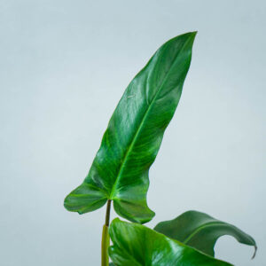 philodendron-mexicanum