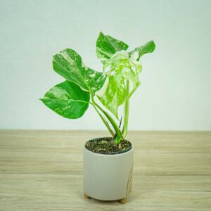 monstera-deliciosa-variegata