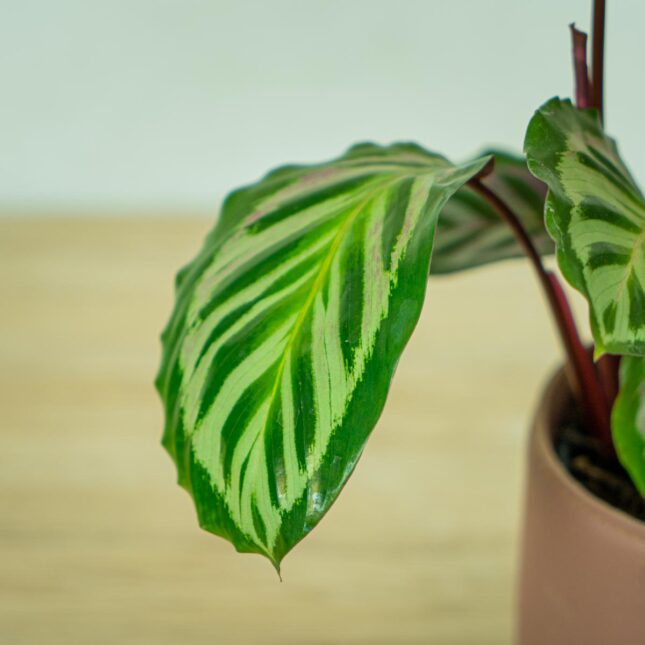 calathea-peacock-cora