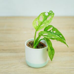 monstera-adansonii-mint-variegata-baby