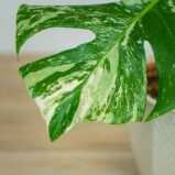 monstera-deliciosa-variegata-sadzonka (2)