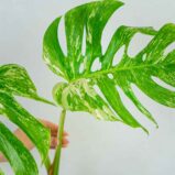 monstera-deliciosa-variegata-sadzonka (3)