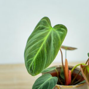 philodendron-el-choco-red