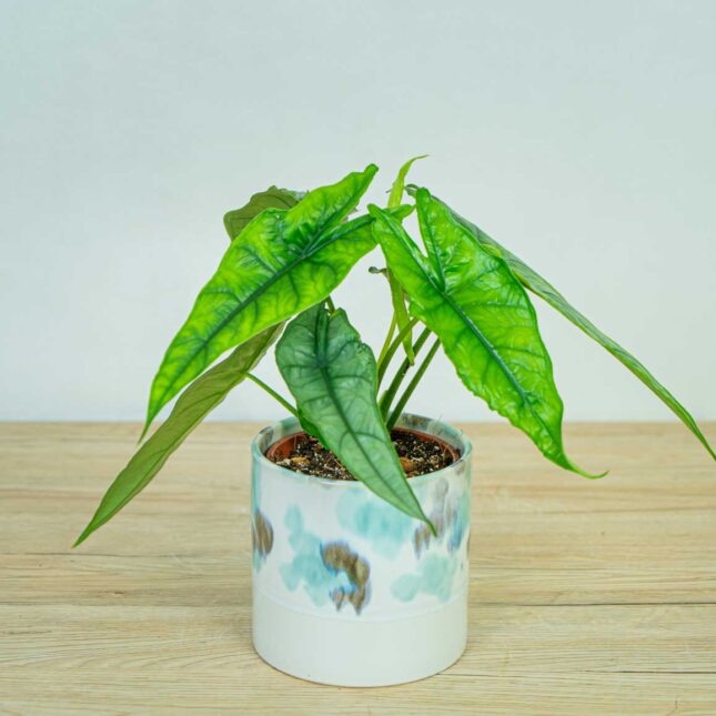 Alokazja-heterophylla-alocasia