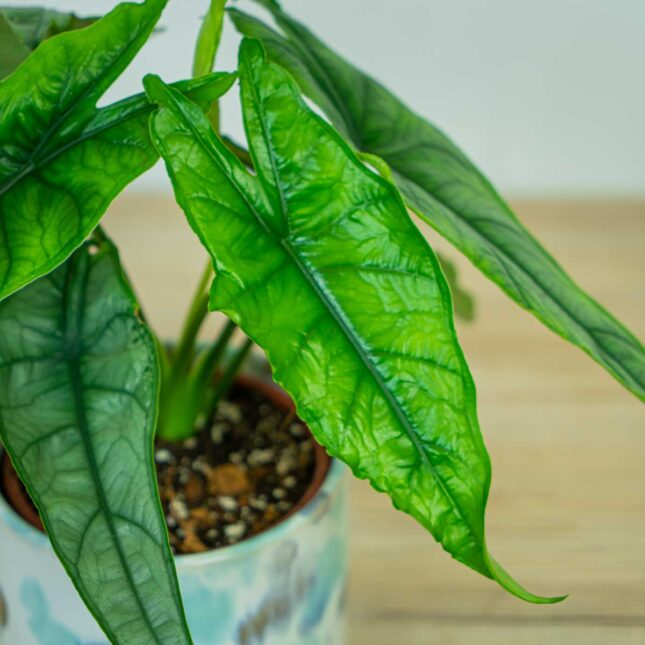 Alokazja-heterophylla-alocasia