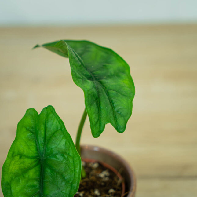 Alokazja-heterophylla-alocasia