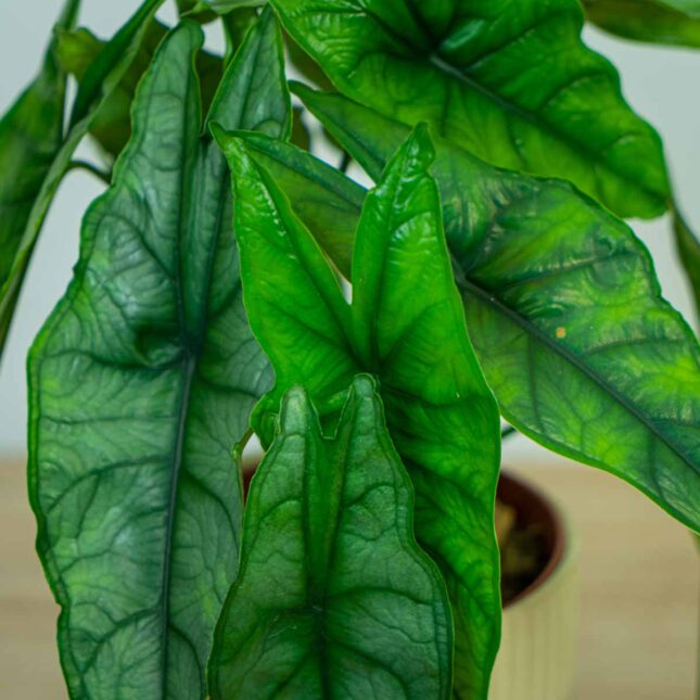 Alokazja-heterophylla-alocasia