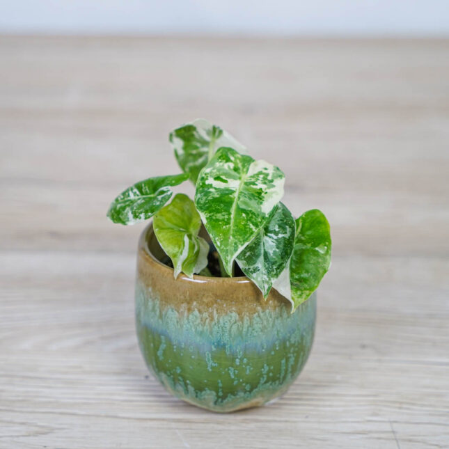 Alocasia-micholitziana-Frydek-variegata