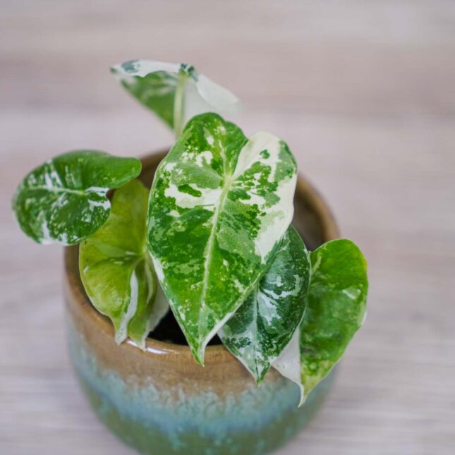 Alocasia-micholitziana-Frydek-variegata