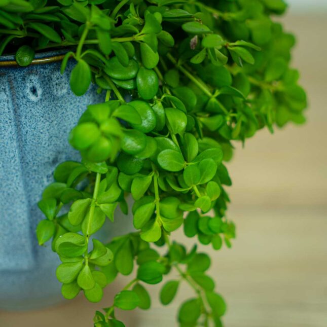 Peperomia-deppeana1 Peperomia-deppeana