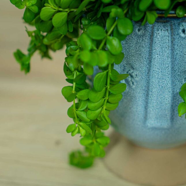 Peperomia-deppeana2 Peperomia-deppeana